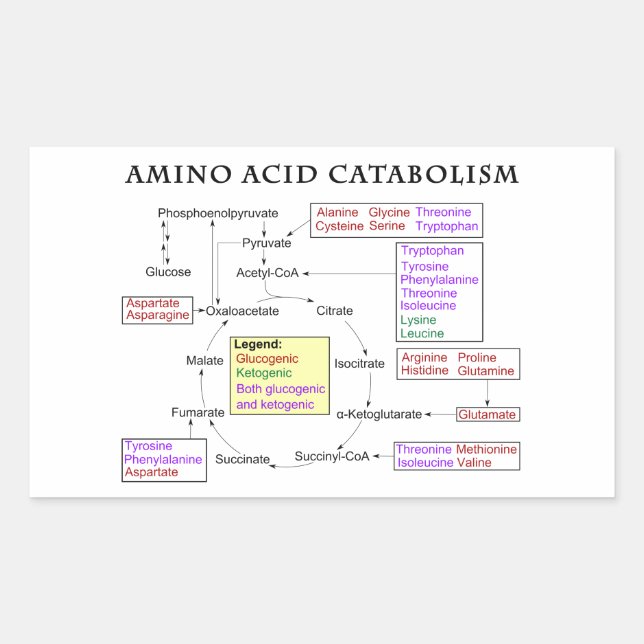 Amino Acid Catabolism Diagram Rectangular Sticker (Front)