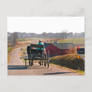 Amish Boy Drives Open Buggy Postcard