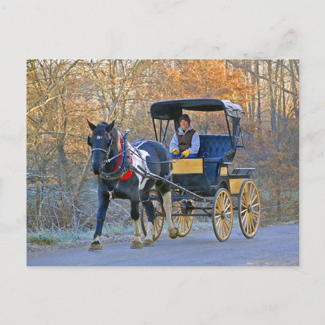 Amish Boy Drives Wedding Carriage Postcard (Front)