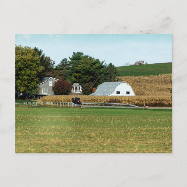 Amish Buggy, Holmes County, Ohio Postcard (Front)