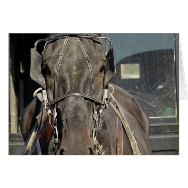 Amish Buggy Horse (Front Horizontal)