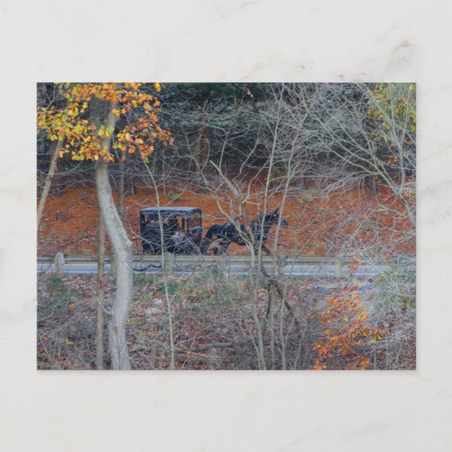 Amish Buggy on a Rural Road in Autumn, Ohio Postcard (Front)