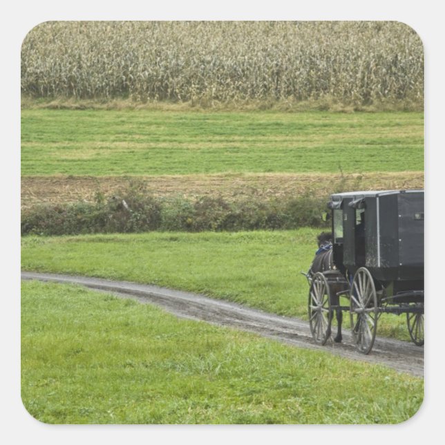 Amish buggy on farm lane, Northeastern Ohio, Square Sticker (Front)