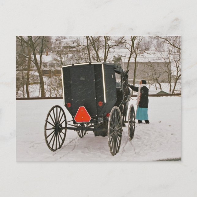 Amish Buggy-Postcard Postcard (Front)