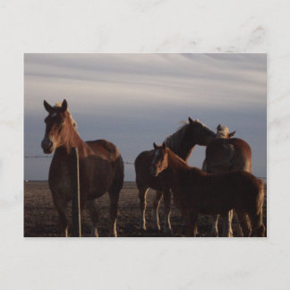 Amish Draught Horses at Sunset Postcard