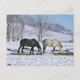 Amish Draught Horses in Winter Pasture-Postcard Postcard