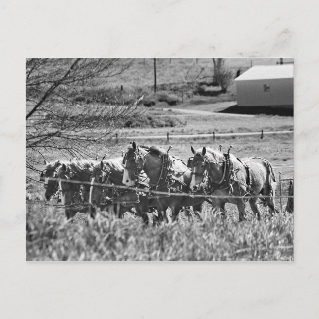 Amish Draught Team at Work Postcard (Front)