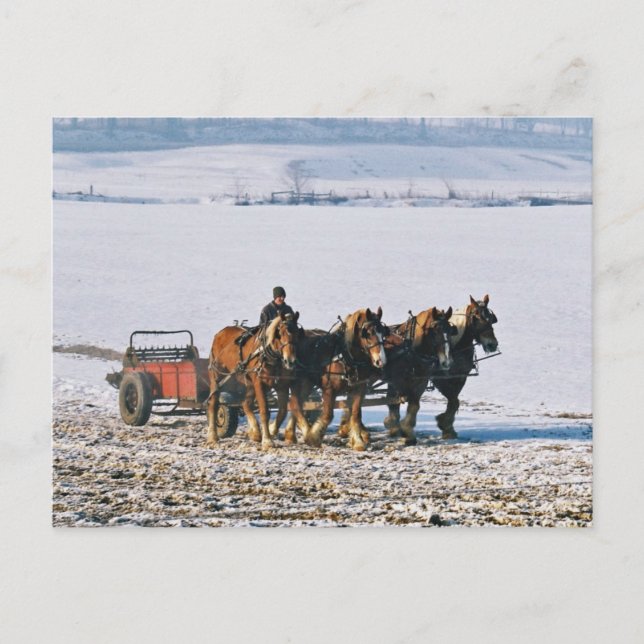 Amish Farmer On Spreader-Postcard-2 Postcard (Front)
