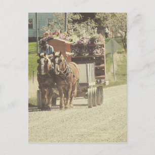 Amish Flower Delivery Postcard