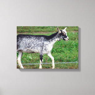 Amish Goat Canvas Print