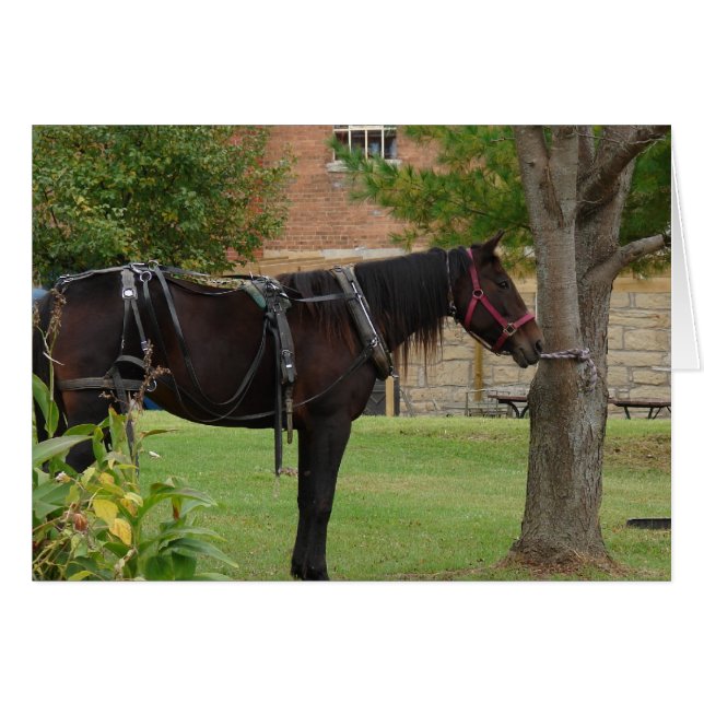 Amish Horse (Front Horizontal)