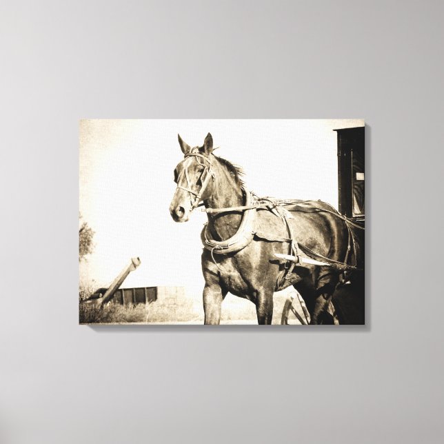 Amish Horse and Buggy in Sepia Canvas Print (Front)