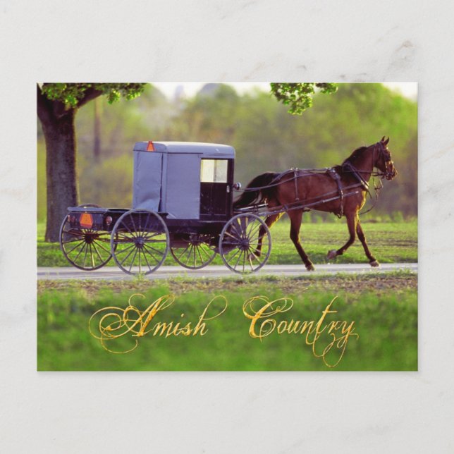 Amish Horse and Buggy, Lancaster, PA Postcard (Front)