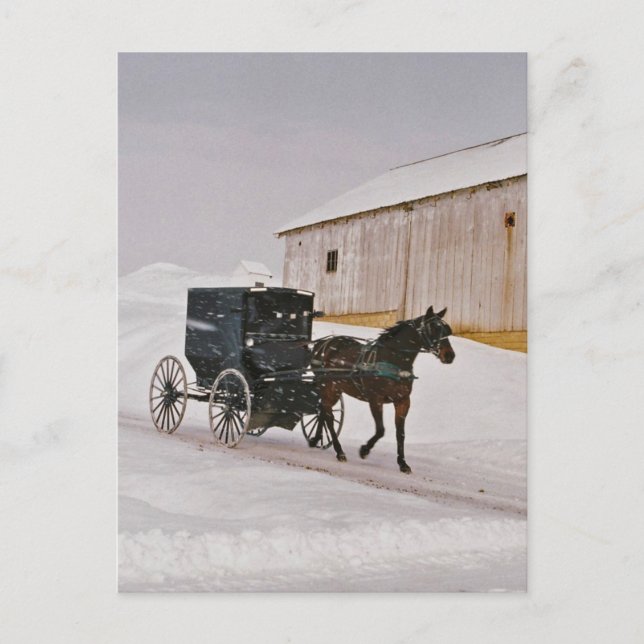 Amish Horse and Buggy on Winter Road-Postcard Postcard (Front)