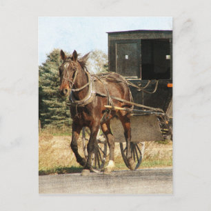 Amish Horse and Buggy Postcard