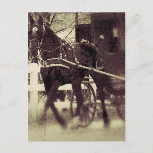 Amish Horse and Buggy Rural Iowa Photography  Postcard (Front)