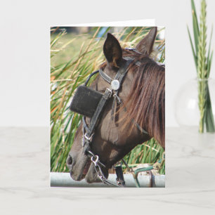 Amish Horse At the Hitching Post Card