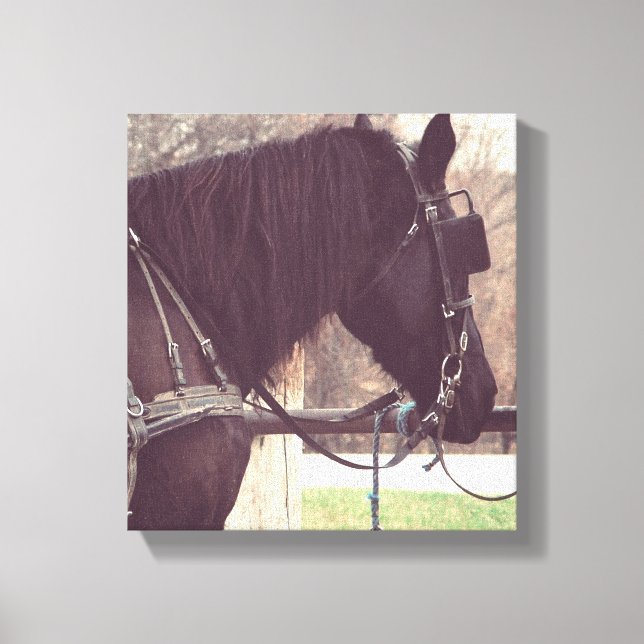 Amish Horse Canvas Print (Front)