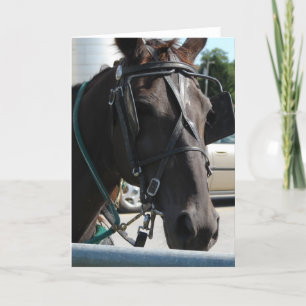 Amish Horse Card