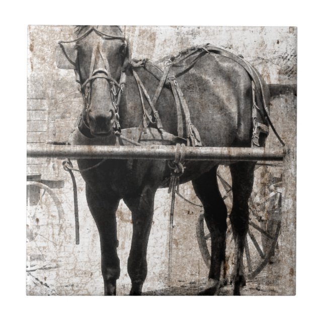 Amish horse grunge tile (Front)