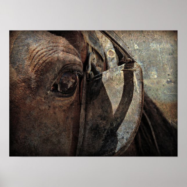 Amish Horse in Blinders Poster (Front)