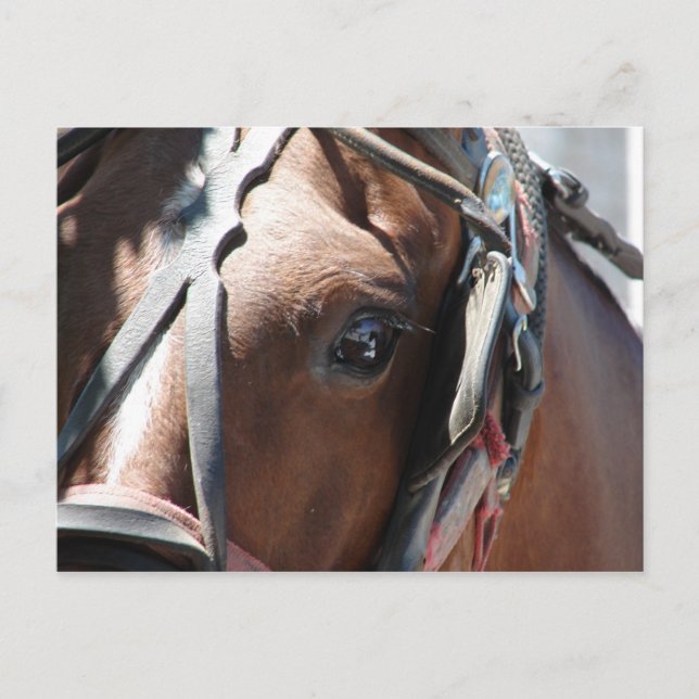 Amish Horse Postcard (Front)