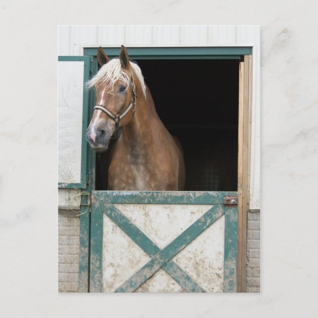 Amish Horse Postcard (Front)