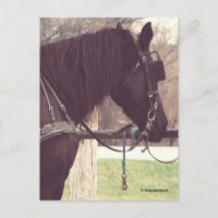 Amish Horse