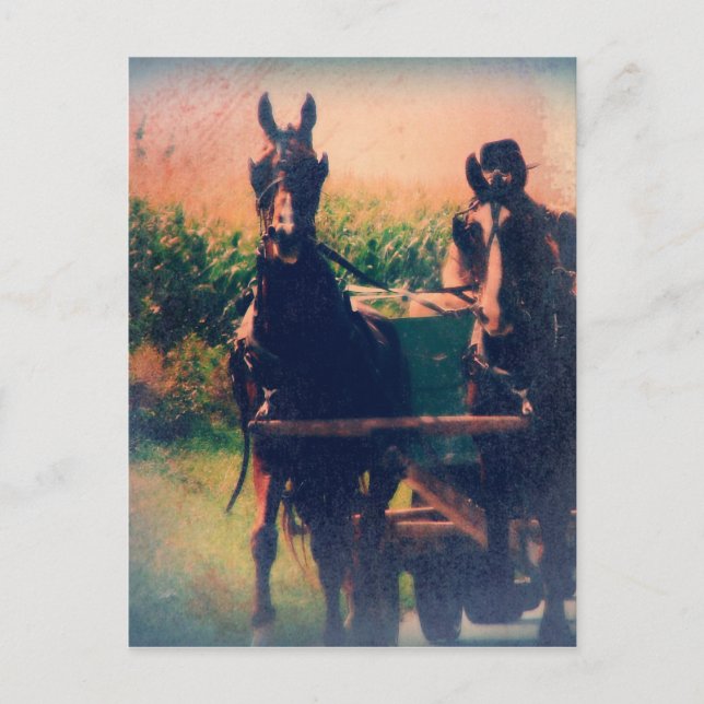 Amish Horse Team Postcard (Front)