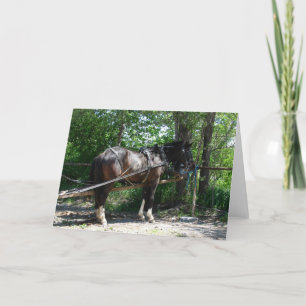 Amish Horse Waiting all occasions Card