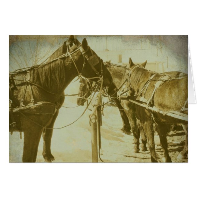 Amish Horses (Front Horizontal)