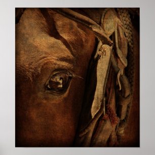 Amish Horse's Eye Poster