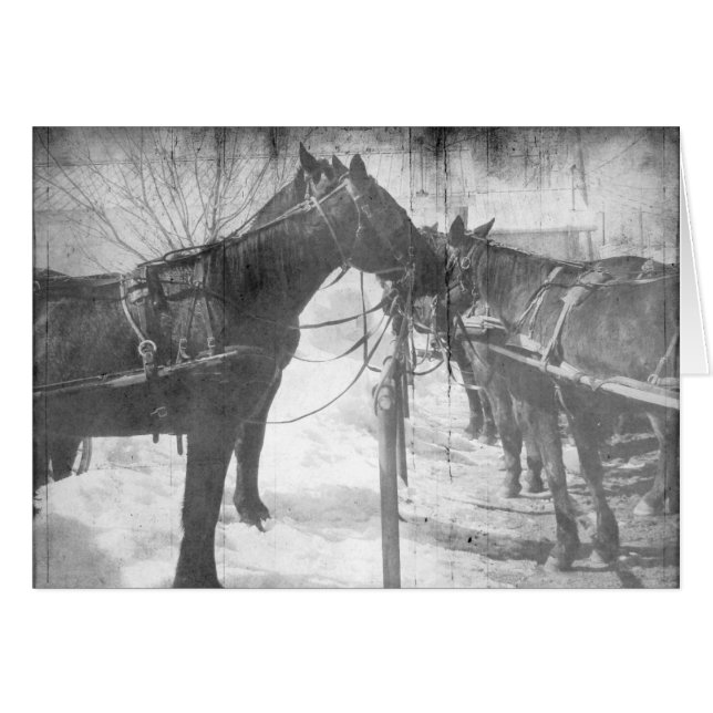 Amish Horses in Black and White (Front Horizontal)
