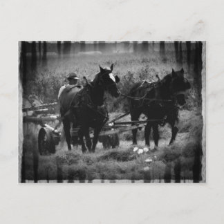 Amish Horses in Hay Field Working Postcard