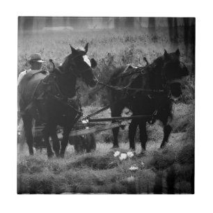 Amish Horses in Hay Field Working Tile