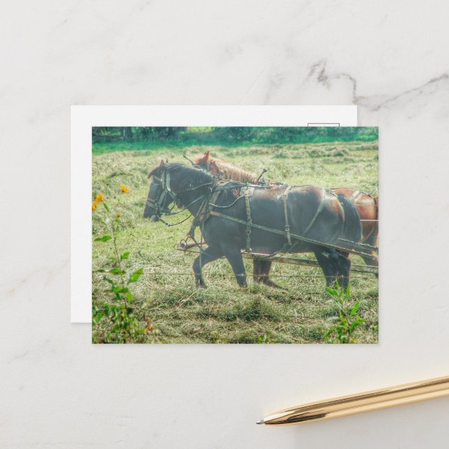 Amish Horses Mowing Hay Postcard (Front/Back In Situ)