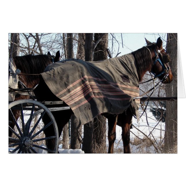 Amish Horses Waiting In Winter (Front Horizontal)