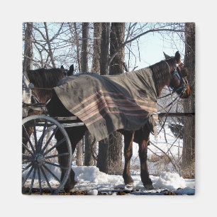 Amish Horses Waiting In Winter Magnet