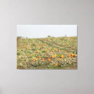 Amish Pumpkin Patch Photography Wall Art