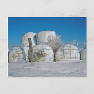 Amish Round Hay Bales-Postcard Postcard