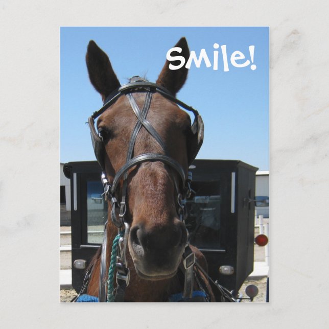 Amish Smile! Postcard (Front)