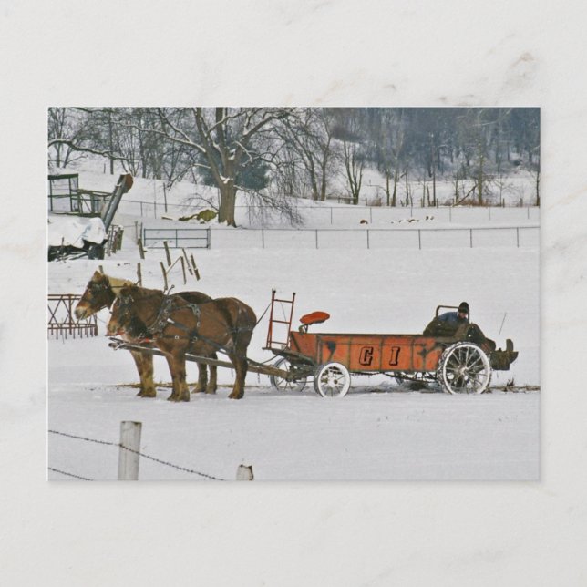 Amish Winter Farmer On Spreader-Postcard Postcard (Front)