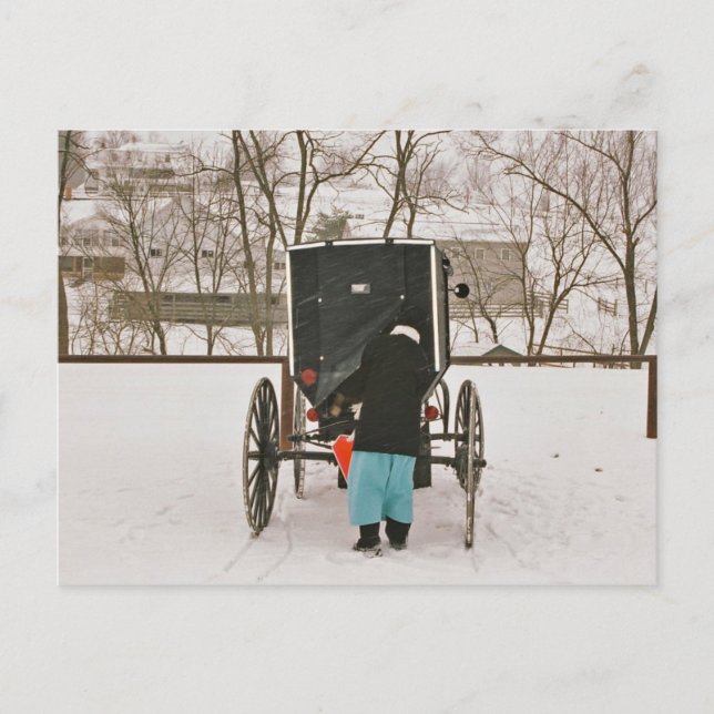 Amish Woman Loading Buggy- Postcard (Front)