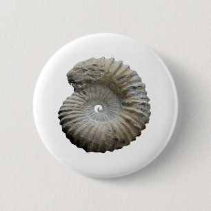 ammonite 6 cm round badge