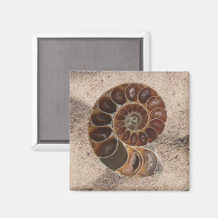 Ammonite Fossil Magnet