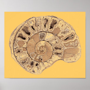 Ammonite (Fossil) Poster