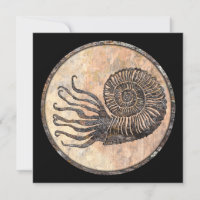 Ammonite Fossil