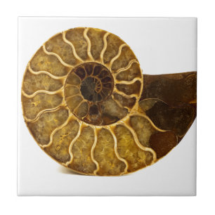 Ammonite Fossil Tile