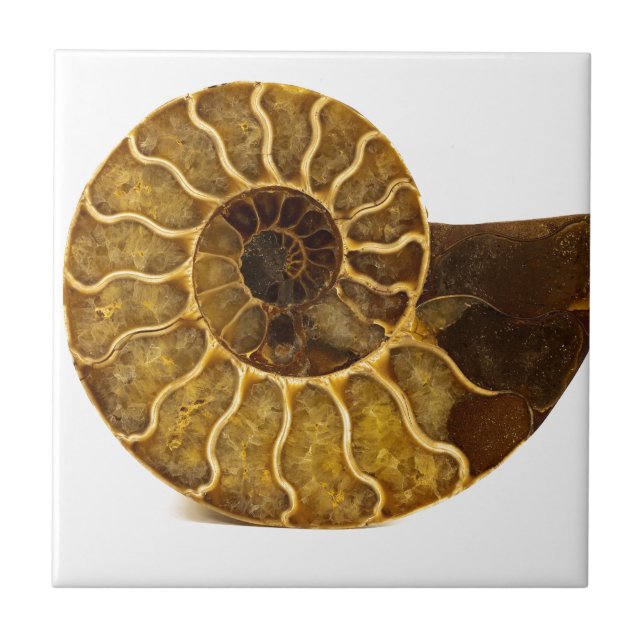 Ammonite Fossil Tile (Front)