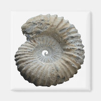 ammonite